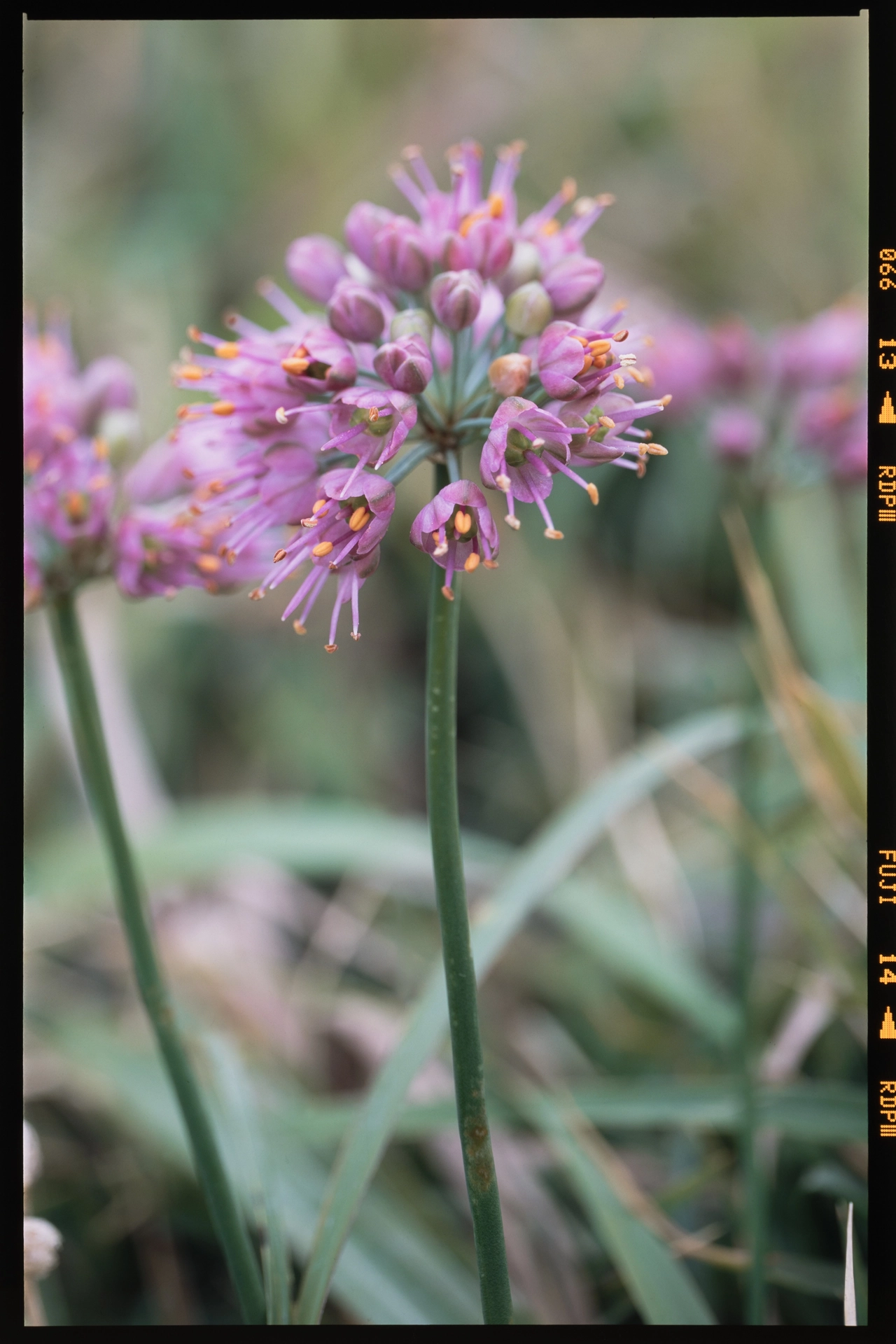 Allium pseudojaponicum